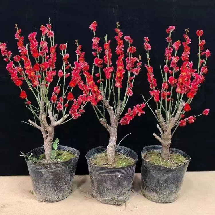 花梅苗批发]红梅花树苗红梅盆栽乌梅绿梅腊梅骨里红地栽苗带花苞发货