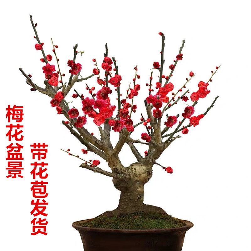 红梅花树苗红梅盆栽乌梅绿梅腊梅骨里红地栽苗带花苞发货