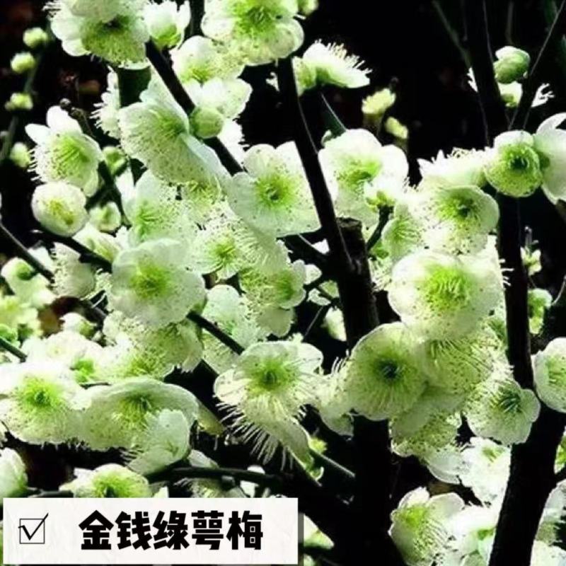 红梅花树苗红梅盆栽乌梅绿梅腊梅骨里红地栽苗带花苞发货
