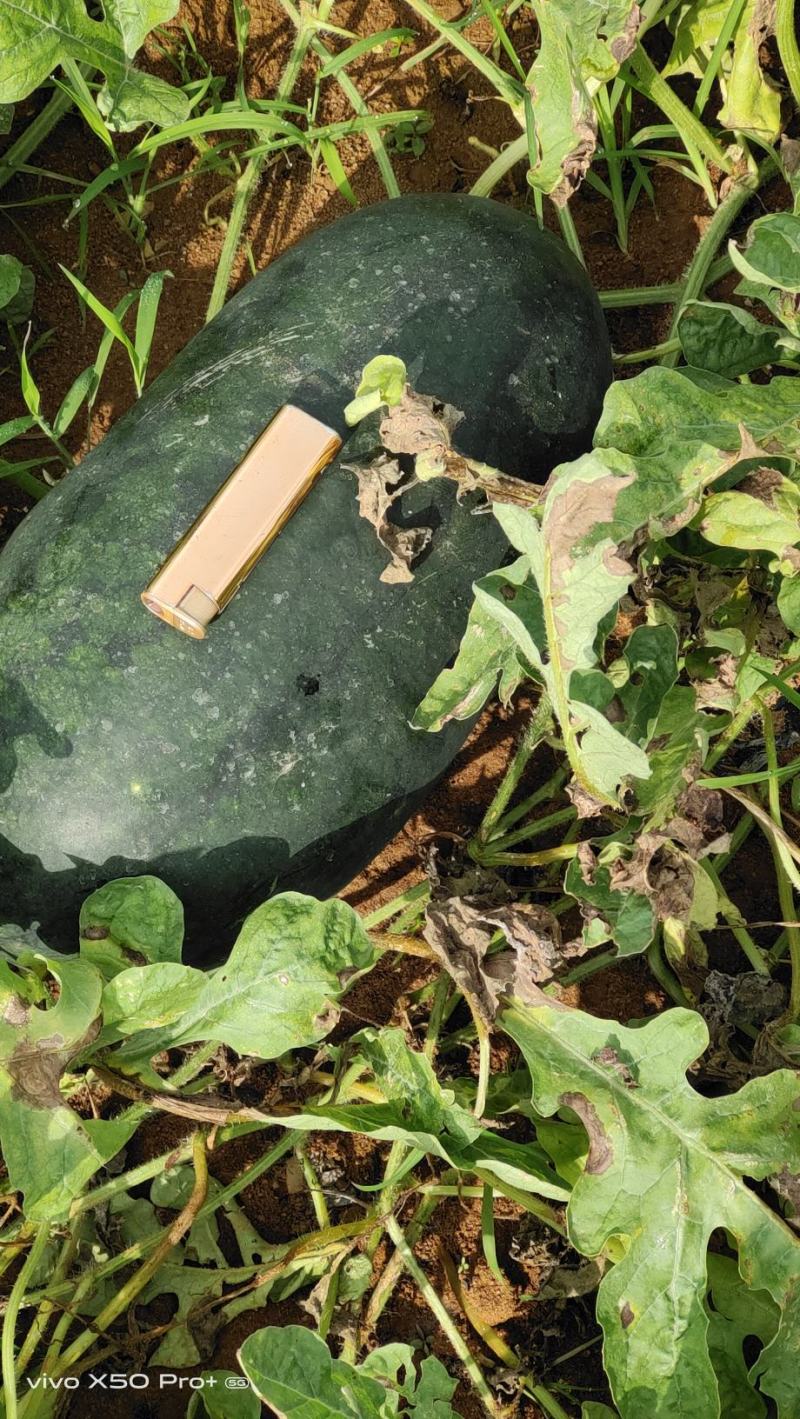 标准货