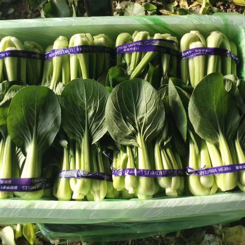 辽宁产地油菜大量上市