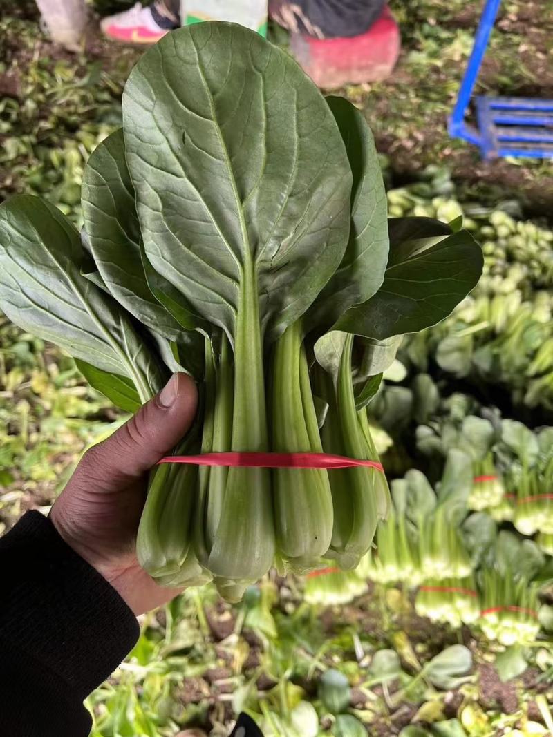 辽宁产地油菜大量上市