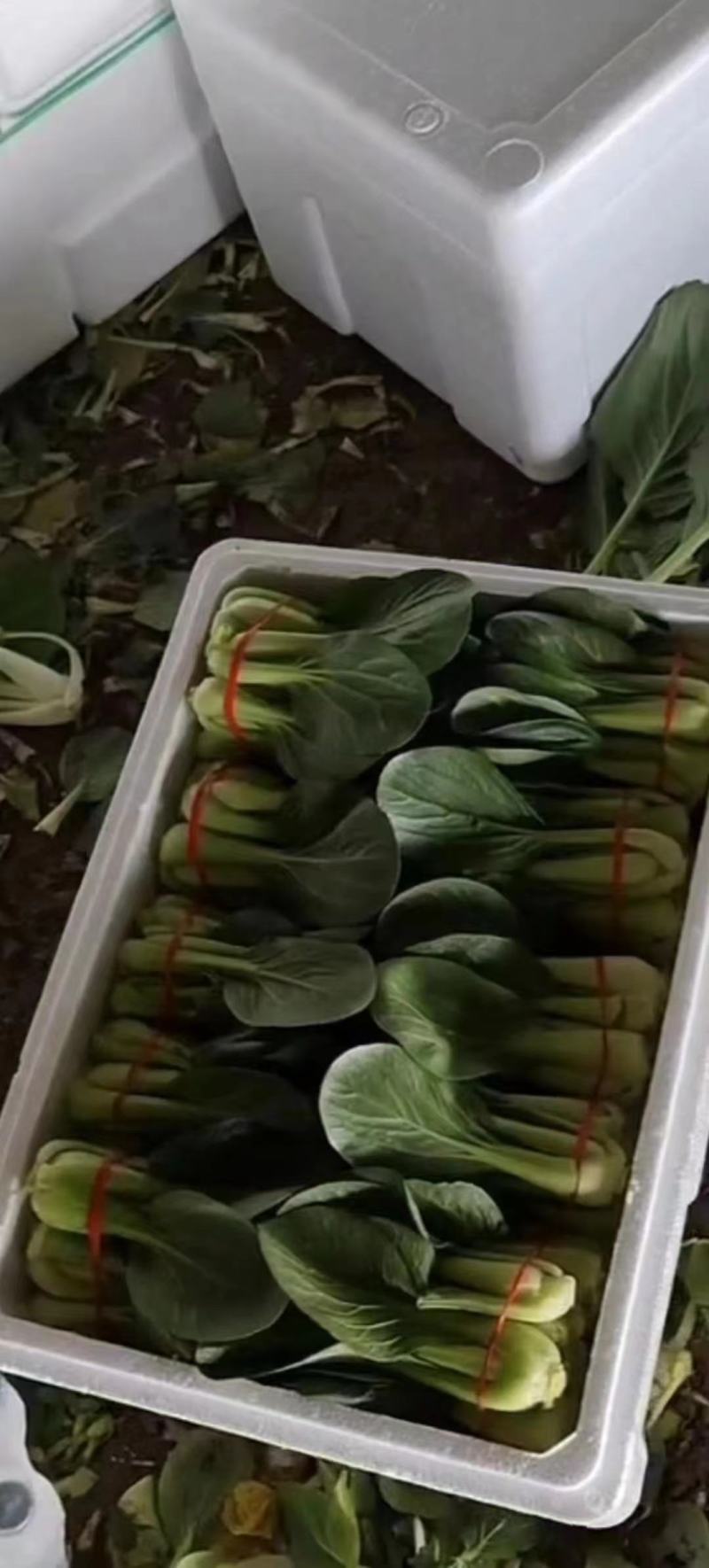 辽宁产地油菜大量上市