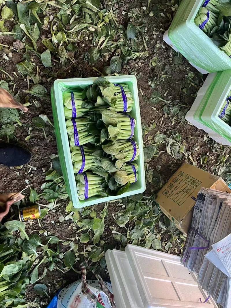 辽宁产地油菜大量上市