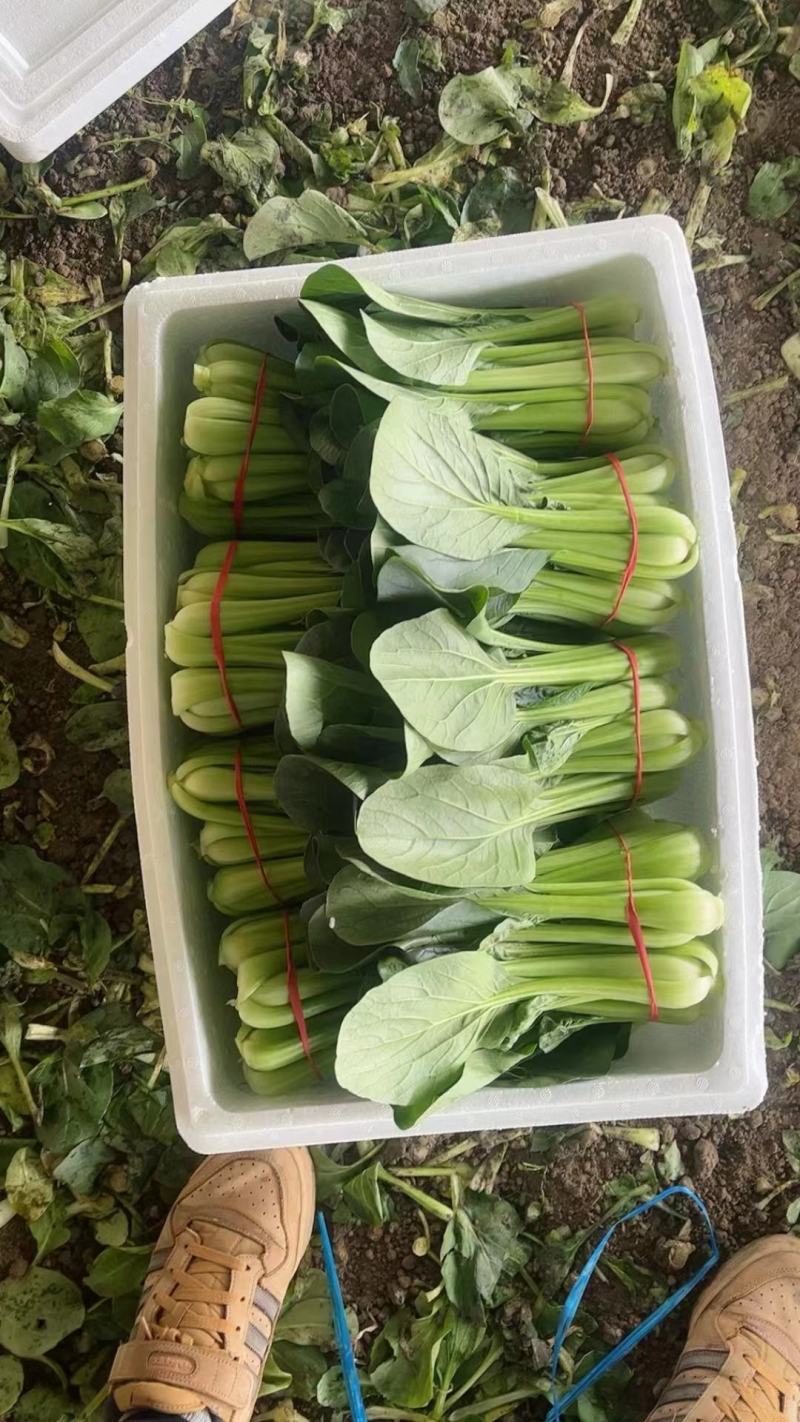 辽宁产地油菜大量上市