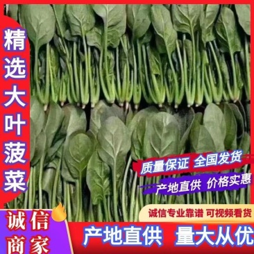 山东万亩大叶菠菜产地现货实力代办供货稳定