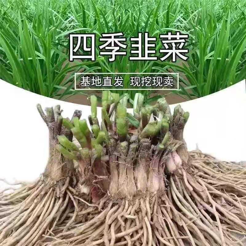 韭菜根，独根红，当年头茬，现挖现发