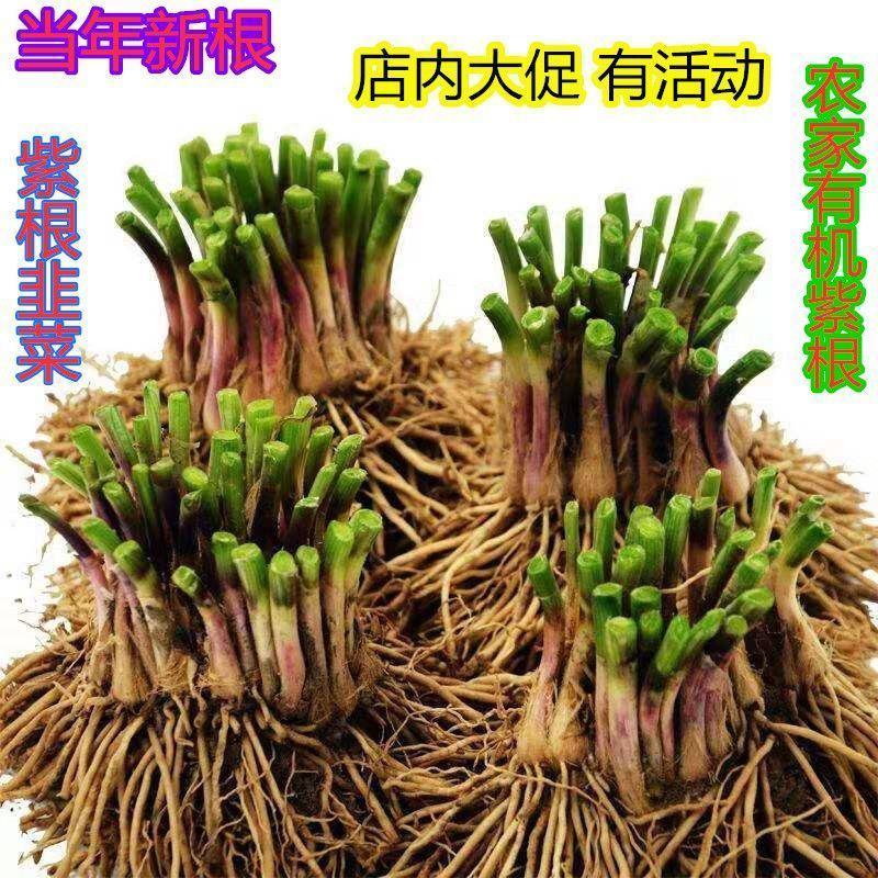 韭菜根，独根红，当年头茬，现挖现发