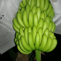 乐东本地香蕉，粉蕉