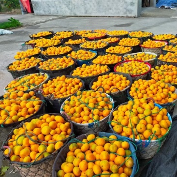 宫川早熟已上市，货量有限