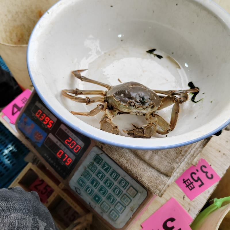 江苏大闸蟹肉质饱满青壳白肚一手货源产地直发鲜活兴化河蟹