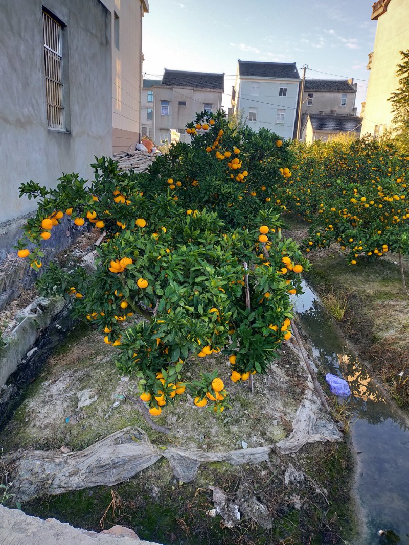 宫川早熟已上市，货量有限