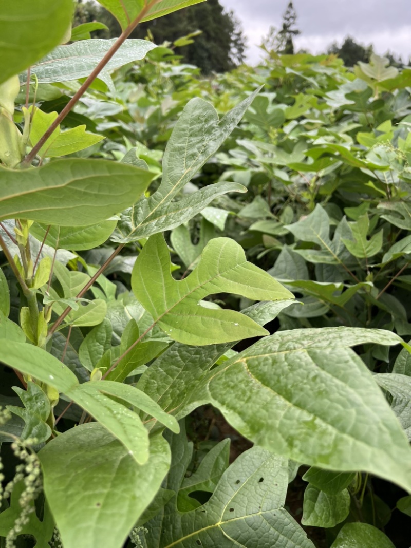 马褂木鹅掌楸地径2公分马褂木一年苗两年苗