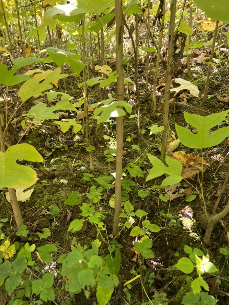 马褂木鹅掌楸地径2公分马褂木一年苗两年苗