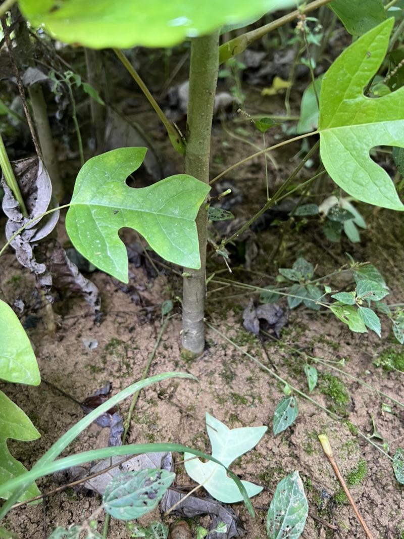 马褂木鹅掌楸地径2公分马褂木一年苗两年苗