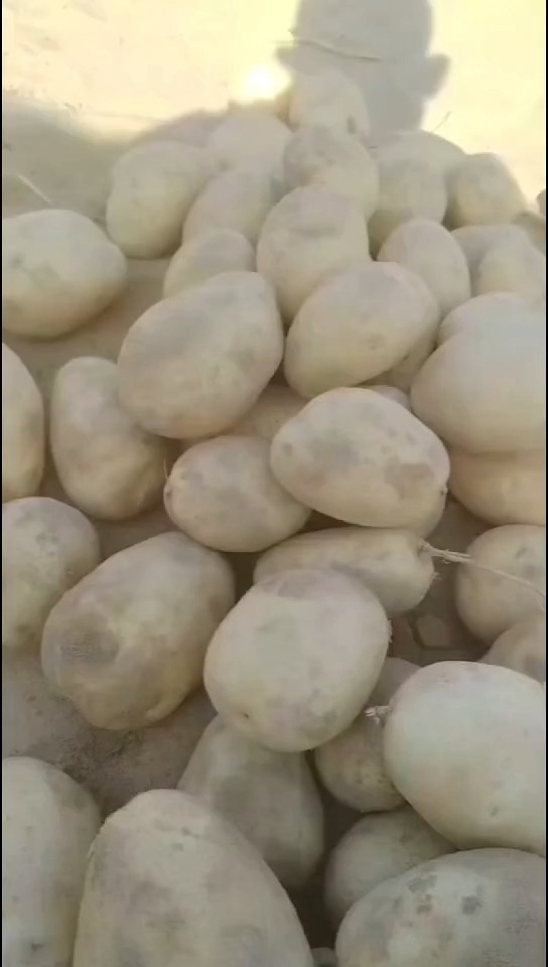 陕北沙漠土豆