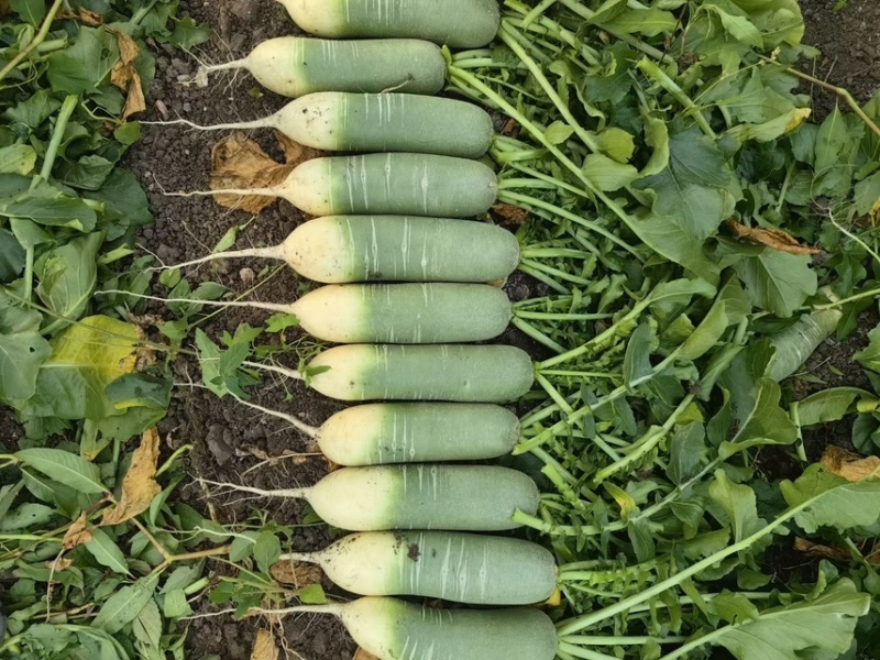 销售大量青萝卜