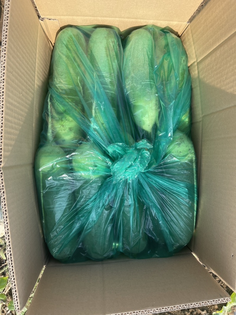 销售大量青萝卜