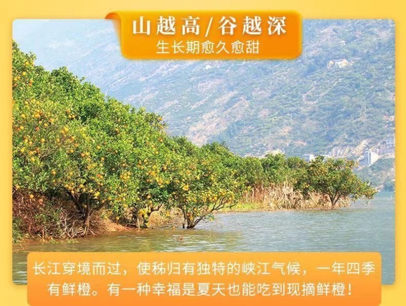 【5斤9斤新鲜脐橙】一件发货橙子甜橙子当季新鲜水果整