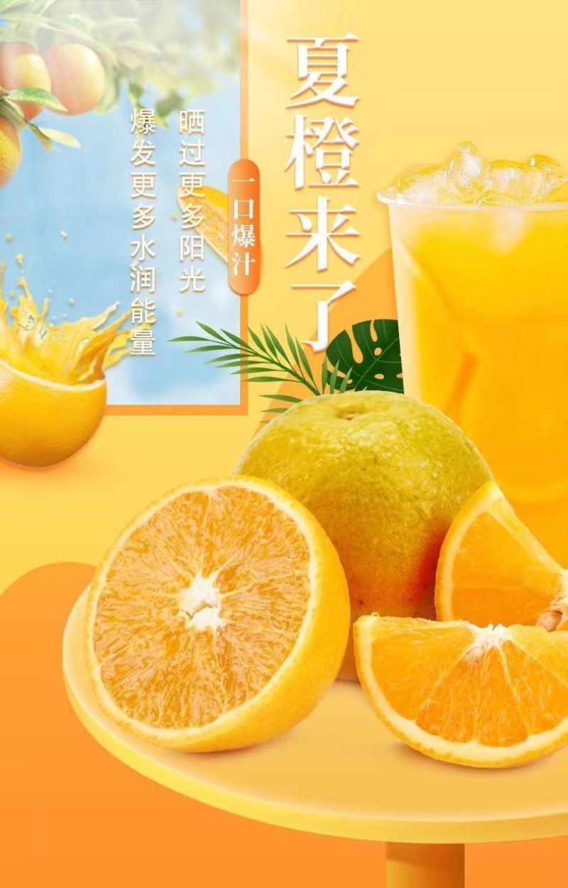 【5斤9斤新鲜脐橙】一件发货橙子甜橙子当季新鲜水果整