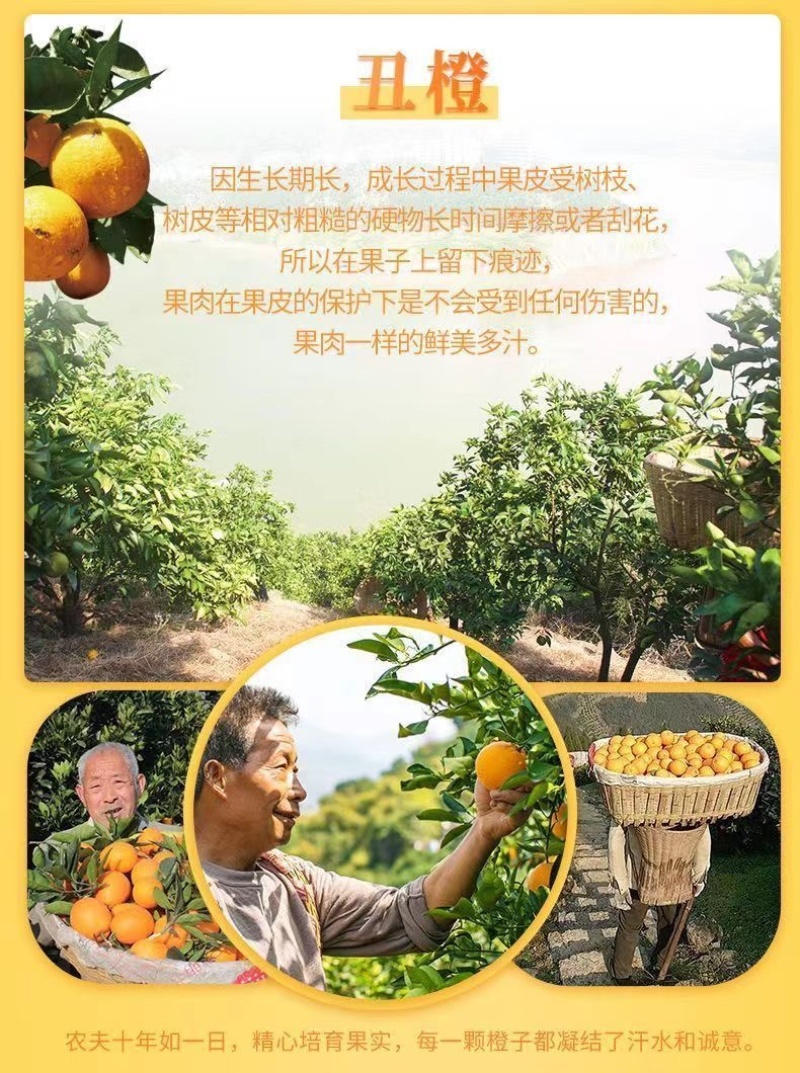 【5斤9斤新鲜脐橙】一件发货橙子甜橙子当季新鲜水果整