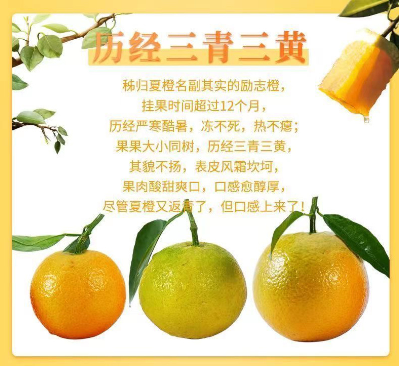 【5斤9斤新鲜脐橙】一件发货橙子甜橙子当季新鲜水果整