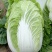 大白菜，秋宝，娃娃菜