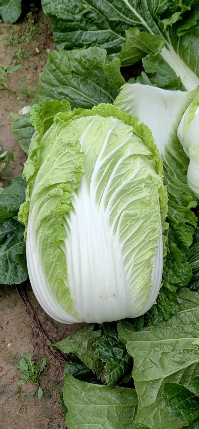 大白菜，秋宝，娃娃菜