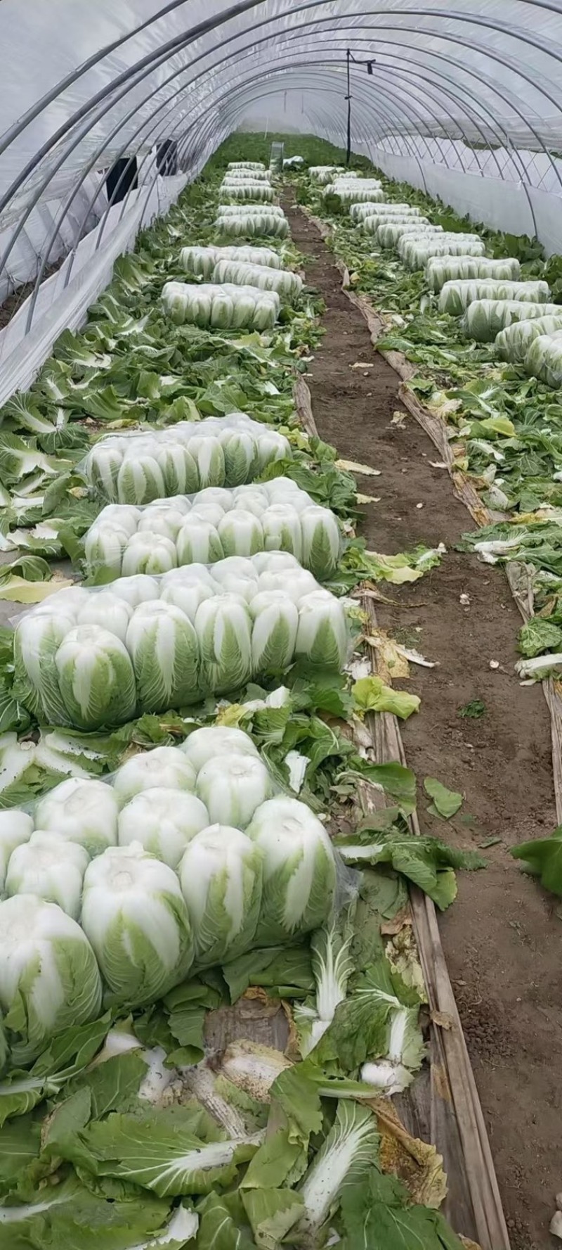 大白菜，秋宝，娃娃菜