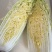 大白菜，秋宝，娃娃菜