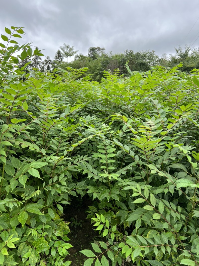 黄柏苗高度一米