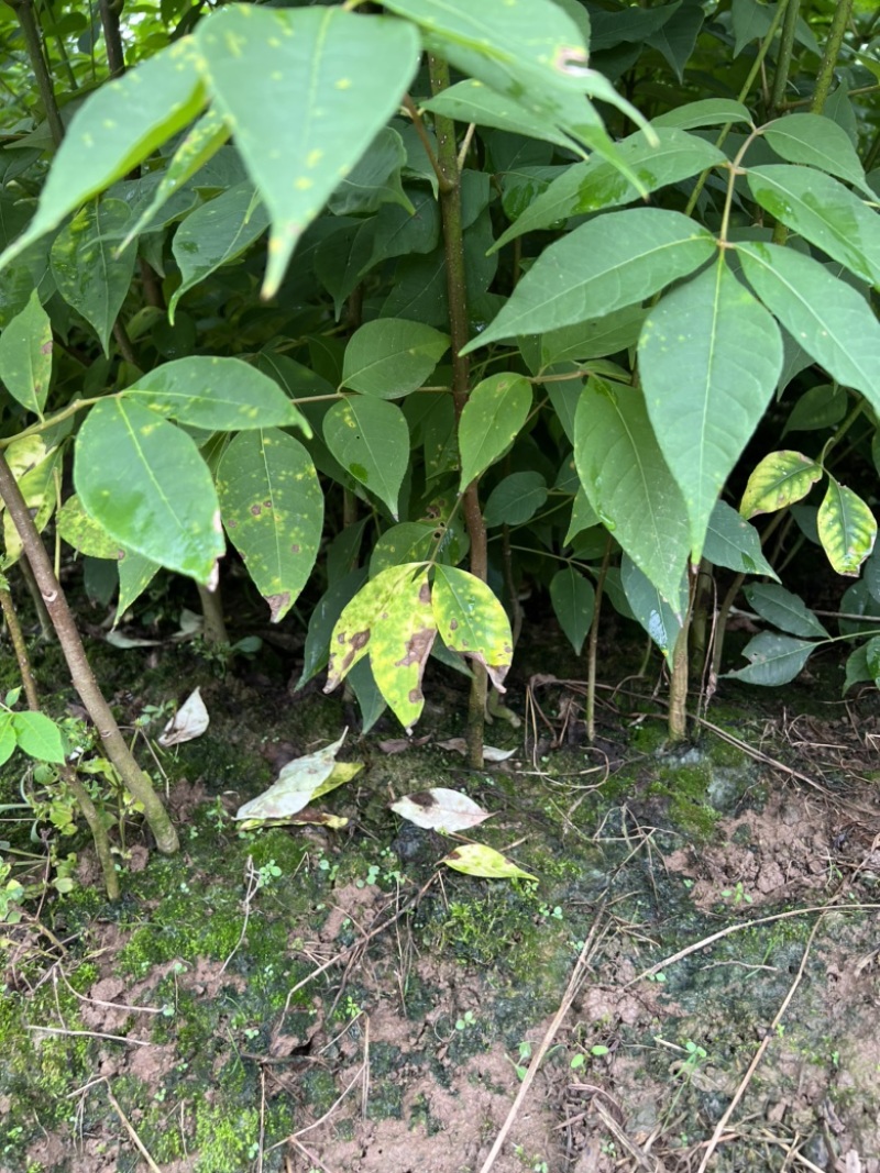 黄柏苗高度一米