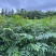 黄柏苗高度一米