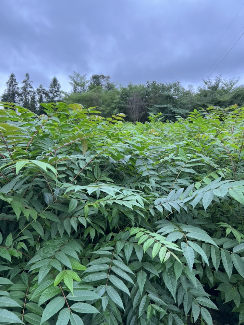 黄柏苗高度一米