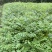 黄柏苗高度一米