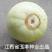 玉农百分百甜宝甜瓜种子高产圆球型糖度高日本甜宝种子原装