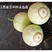玉农百分百甜宝甜瓜种子高产圆球型糖度高日本甜宝种子原装