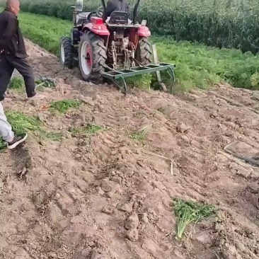 大量批发小燕鼎红萝卜，当天出货，当天装车。保持新鲜