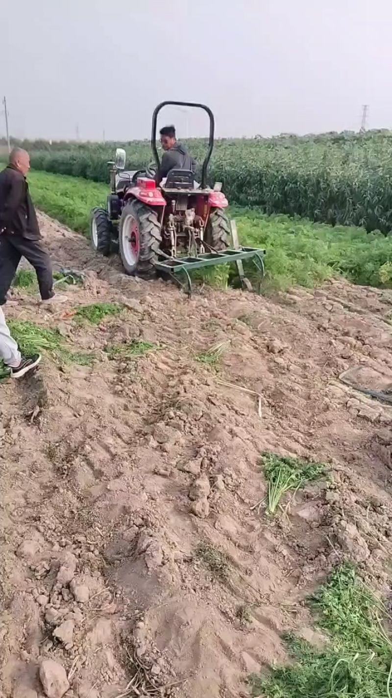 大量批发小燕鼎红萝卜，当天出货，当天装车。保持新鲜