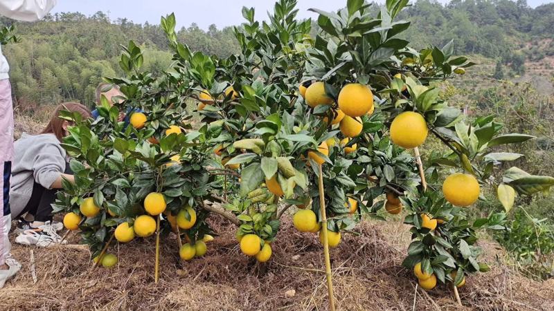 自家果园精品赣南脐橙一件20斤每箱电商货(彩箱发货)