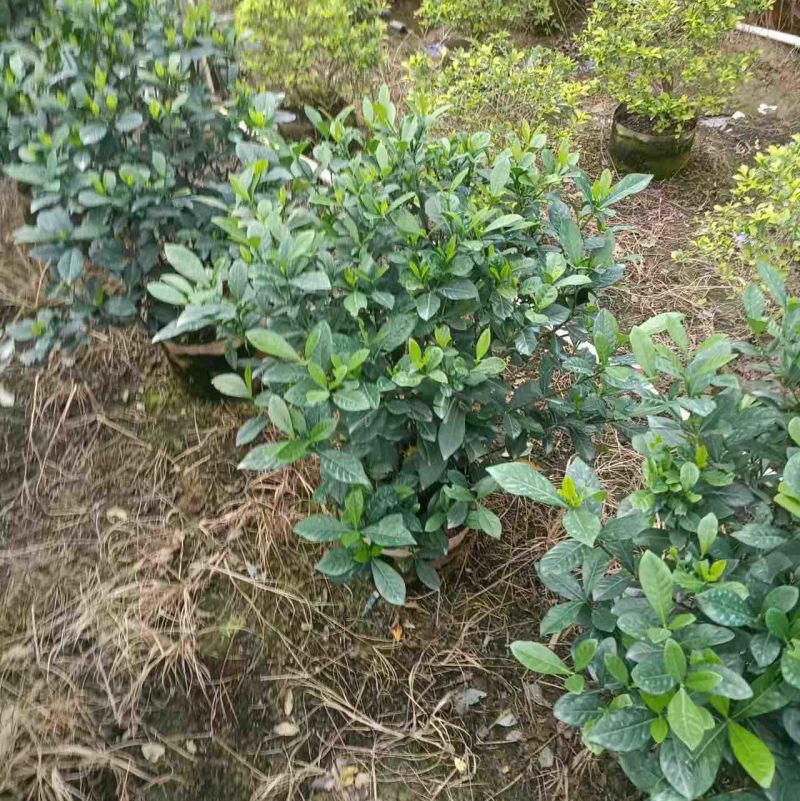 桅子花布袋苗80高广东普宁基地直销