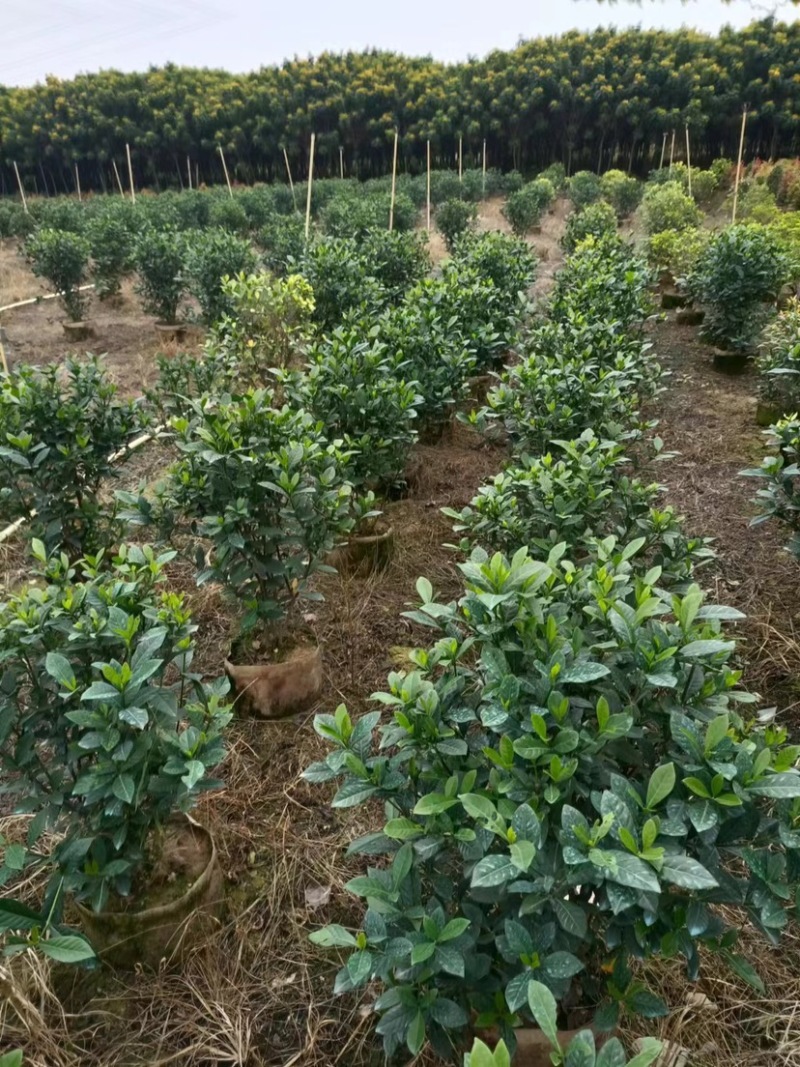 桅子花布袋苗80高广东普宁基地直销