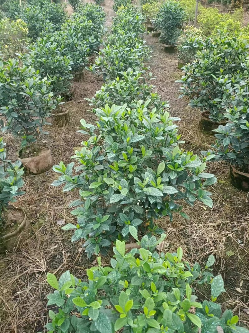 桅子花布袋苗80高广东普宁基地直销