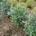 桅子花布袋苗80高广东普宁基地直销
