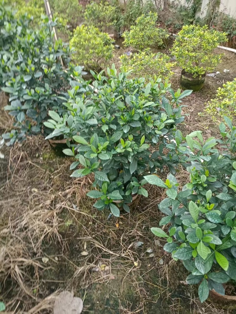 桅子花布袋苗80高广东普宁基地直销
