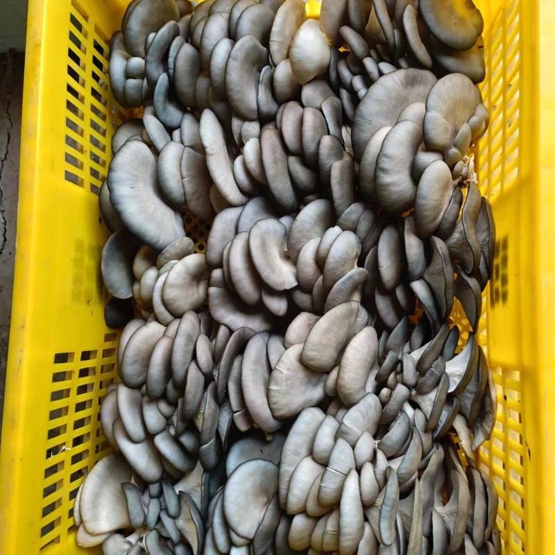 精品河北平菇大量供应一手货源质量保证可供商超批发市场