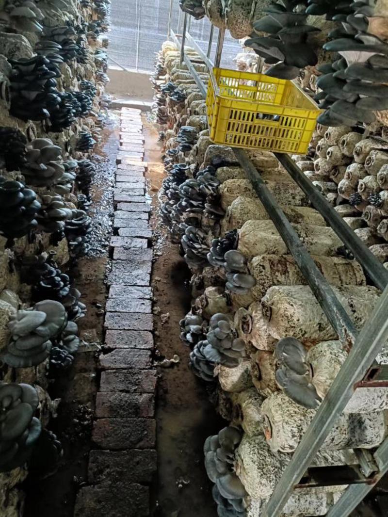 精品河北平菇大量供应一手货源质量保证可供商超批发市场
