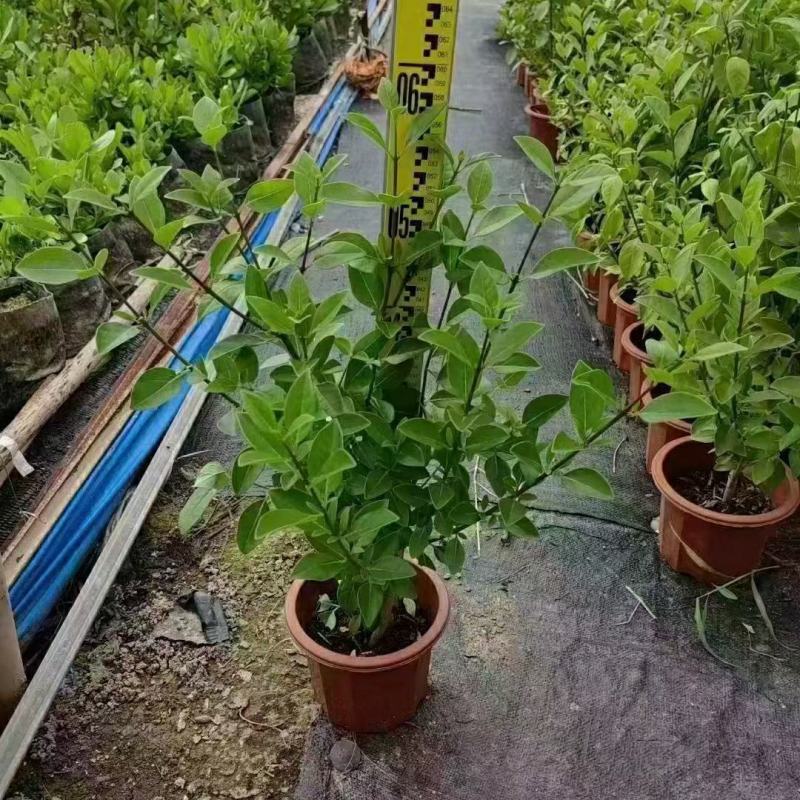 2311苗场供应苦郎树许树苦蓝盘假茉莉半红树林