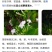 2311苗场供应苦郎树许树苦蓝盘假茉莉半红树林