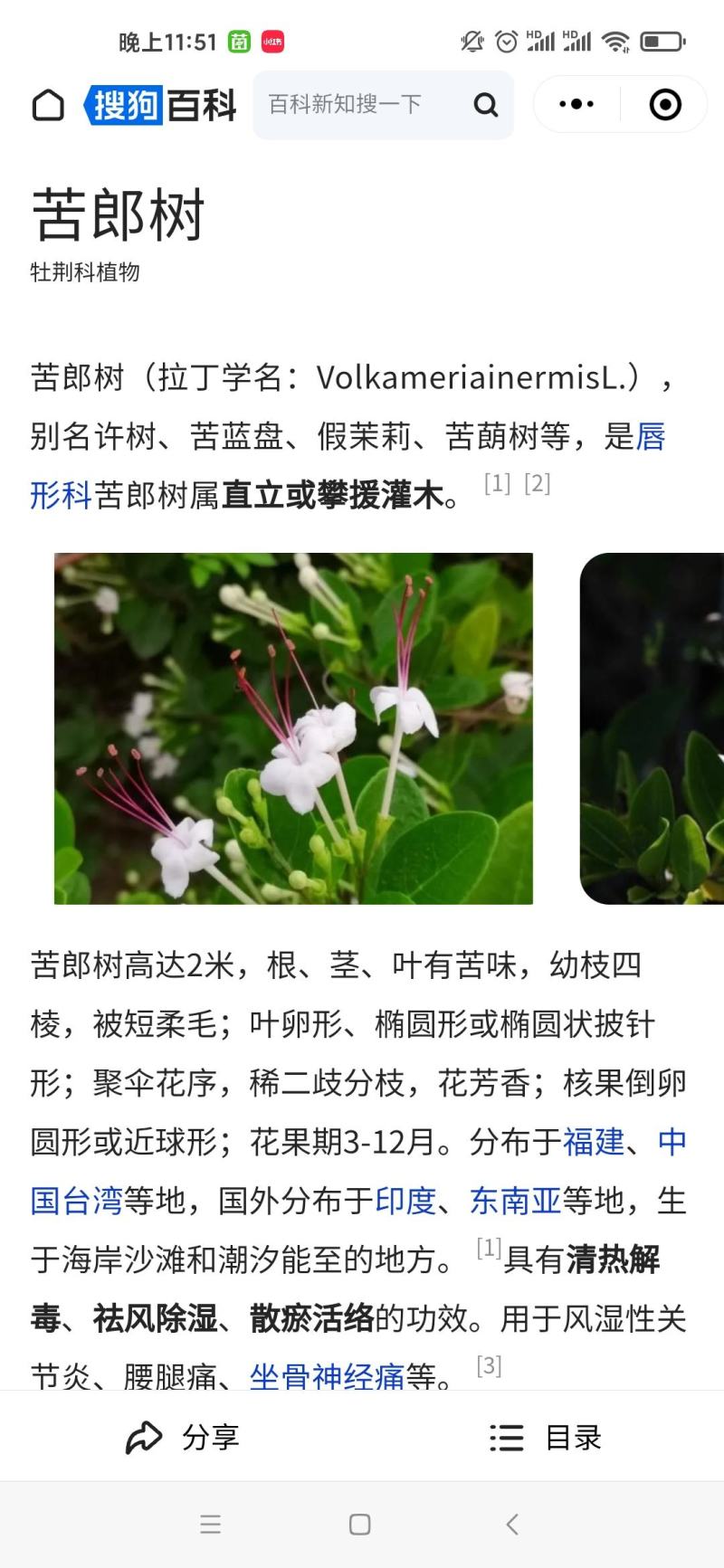 2311苗场供应苦郎树许树苦蓝盘假茉莉半红树林